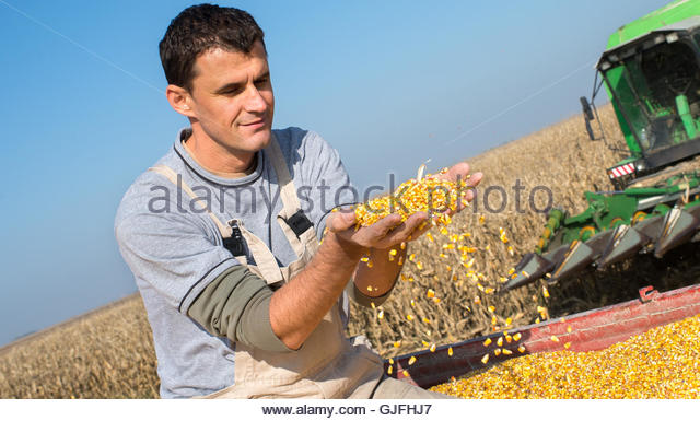 Happy farmer holding ripe corns - Stock Image