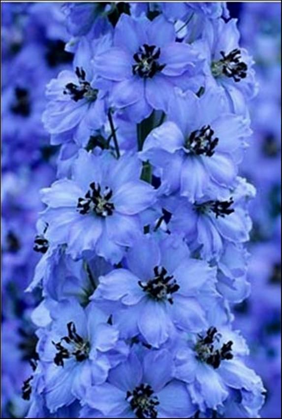 Plus de 1000 idées à propos de Fleurs bleues, oiseaux bleus !!! sur ...