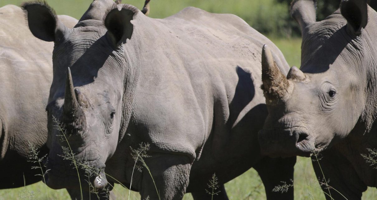 Rhino breeder in South Africa plans online auction of horn - Weekly ...