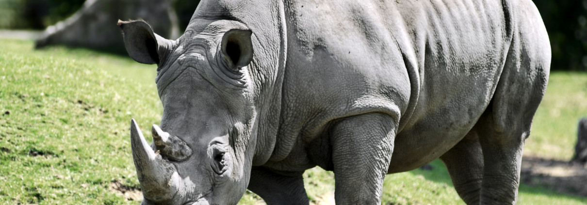 One Among the Last Four Massive Northern White Rhinos on Earth ...