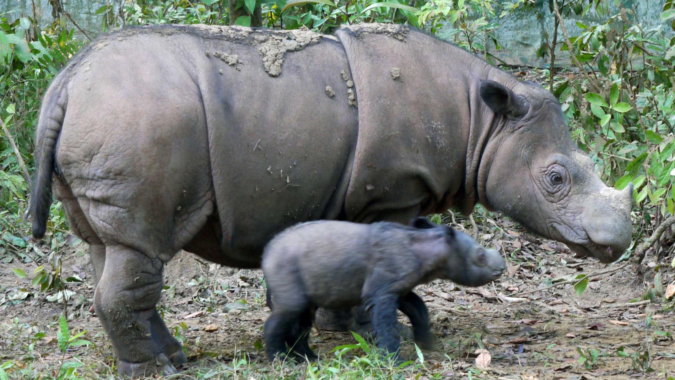 ... joyous' birth of endangered Sumatran rhino - World news - NewsLocker