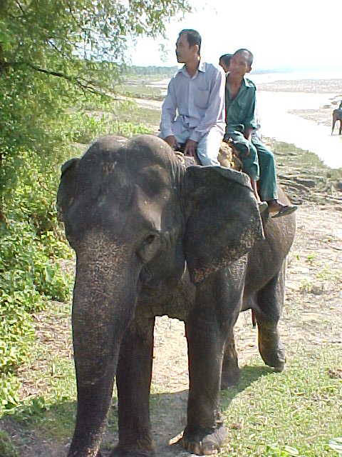 Elephant keeper