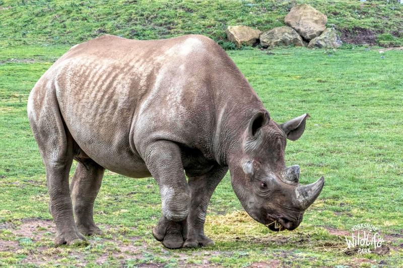The safety of threatened rhinos has been given a huge boost with ...
