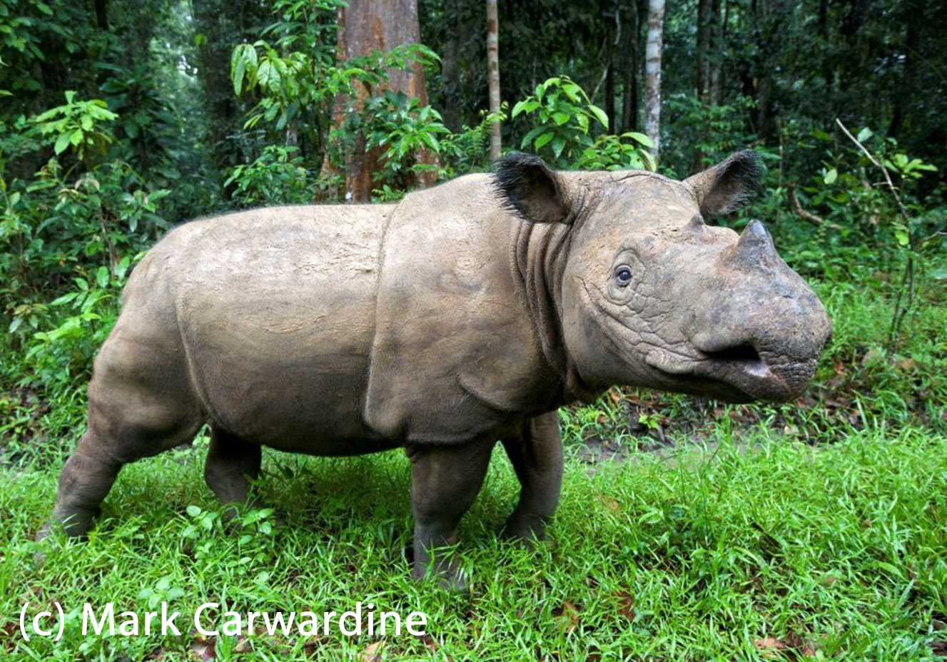 Rhino%202(1).jpg