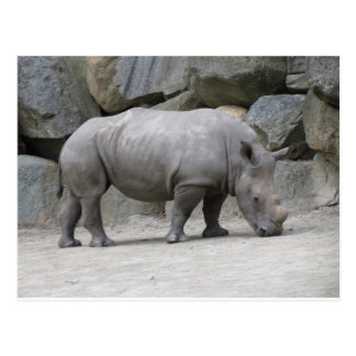 Rhino Postcards | Zazzle