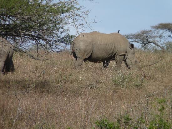 Rhino - Picture of EuroZulu Guided Tours & Safaris, St Lucia ...
