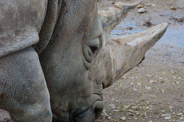 rhino head | Flickr - Photo Sharing!