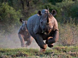 La strage dei rinoceronti | Elisa in Tanzania