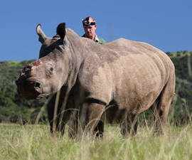 The Story of Rhinos Thandi and Themba : Humane Society International