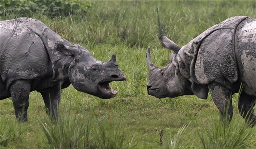 Save Rhino @ The Fun Learning
