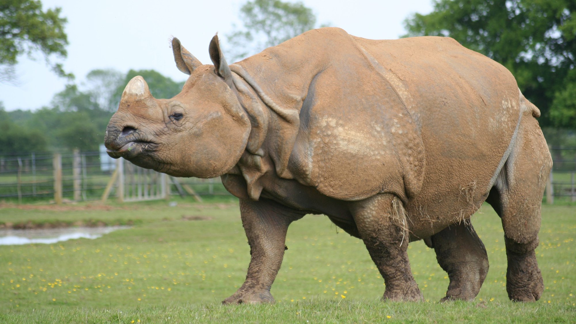 Greater one-horned rhino facts | Zoological Society of London (ZSL)