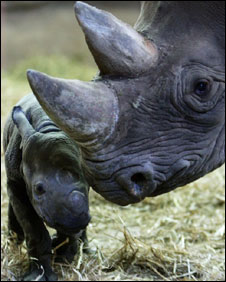 Chester Zoo's new baby black rhinoceros with its mother, Kitani