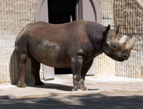 denver zoo 282 rhino falln stock 3 0 durer rhino