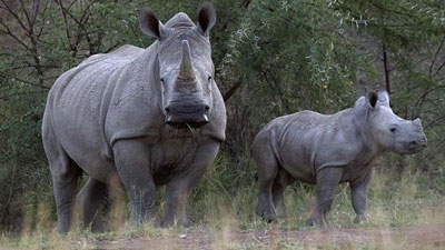 Rhino poaching figures continue to climb and 131 rhinos have already ...