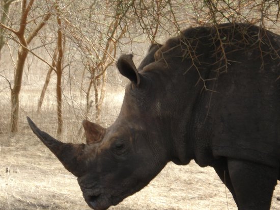 rhino - Picture of Reserve De Bandia, La Petite Cote - TripAdvisor