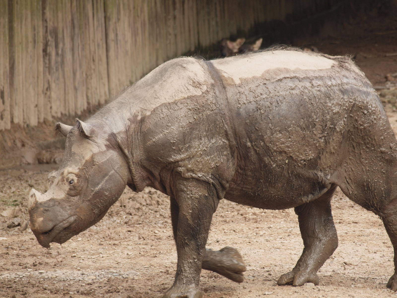 Sumatran rhino » Lok Kawi Wildlife Park Gallery