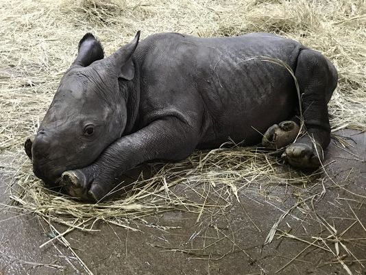 ... expecting a baby rhino des moines zoo black rhino ayana is pregnant