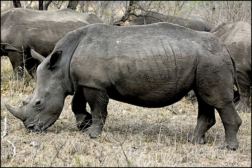 White Rhino | Crash of 9 rhinos, 8 sub-adults and 1 adult fe ...