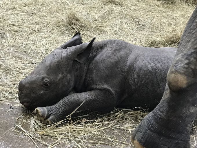 An unnamed endangered black baby rhino was born to