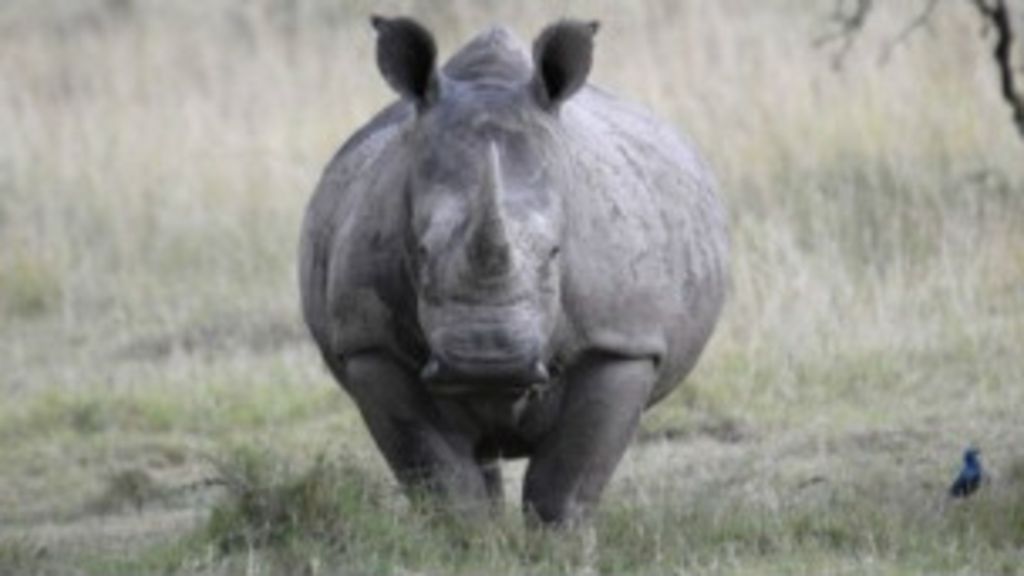 南非今年已有704头犀牛遭到偷猎 - BBC 中文网