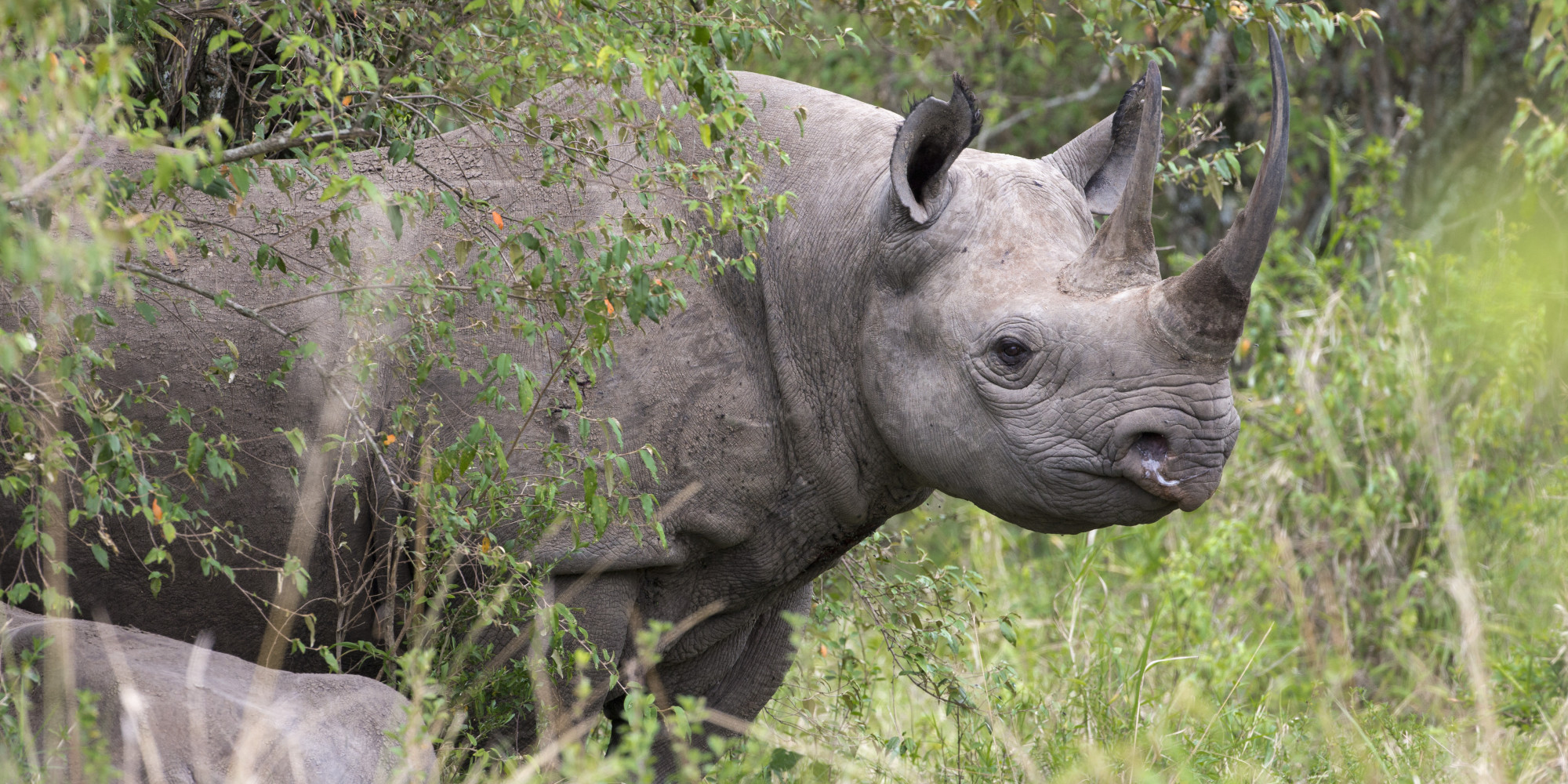 Black+Rhino Black Rhino Hunt Permit Auctioned In US For £212,000 - To ...