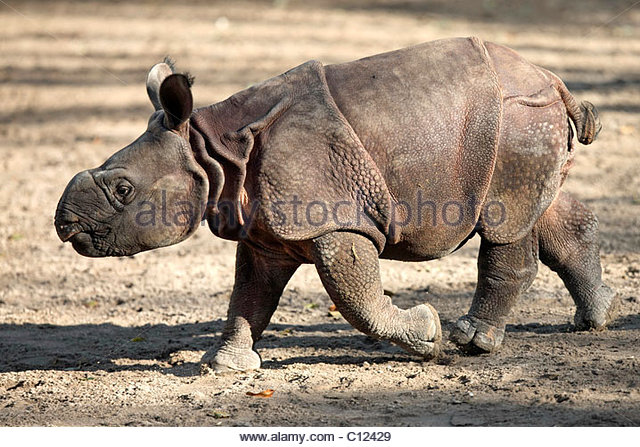 Indian Rhinoceros (Rhinoceros unicornis), 3-week-old young animal ...