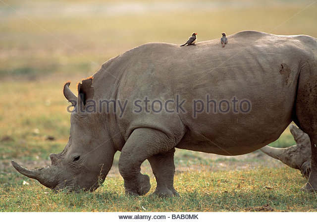 Piggyback's Stock Photos & Piggyback's Stock Images - Alamy