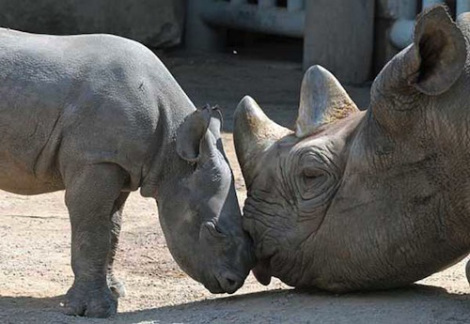 love | Fight for Rhinos