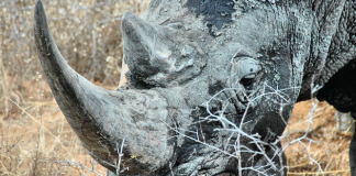 SA Signs Anti-poaching Deal With Mozambique | Mzansi Daily!