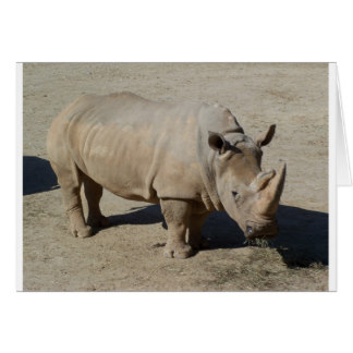 White Rhinoceros Rhino Full Body Card