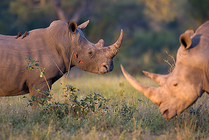 South Africa 2007 - White Rhinoceros