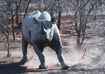 Dramatic increase in KZN rhino poaching | eHowzit