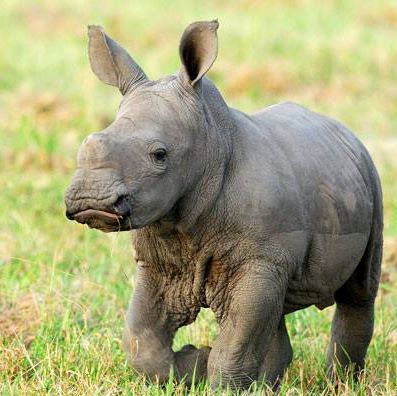 baby rhino http://dngraham.wordpress.com/2013/08/13/using-social-media ...
