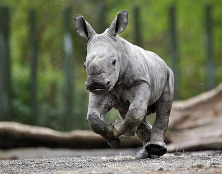 ... white rhinoceros the zoo running pin forward rhino jpg 437 342 kill