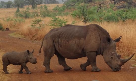 mama and baby rhino - Picture of Black Rhino Game Lodge, Pilanesberg ...