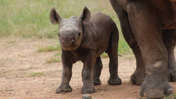 This little black rhino has just been born at Taronga Zoo - and it's ...