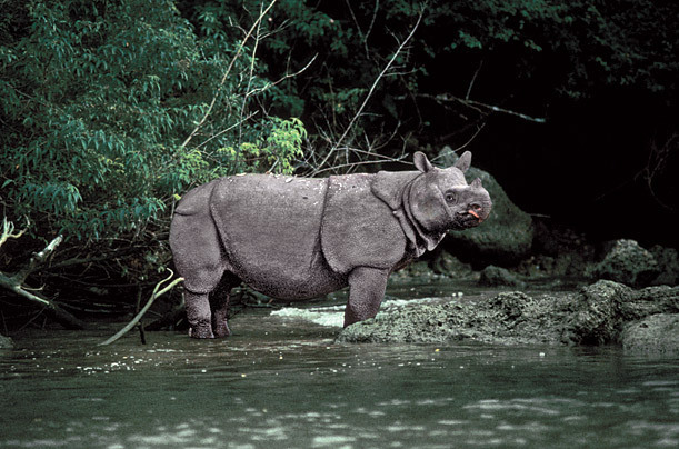 Rhinos images The Javan Rhino wallpaper and background photos ...