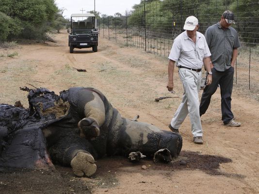 rhino killed by poachers is seen in Finfoot Lake Reserve near ...
