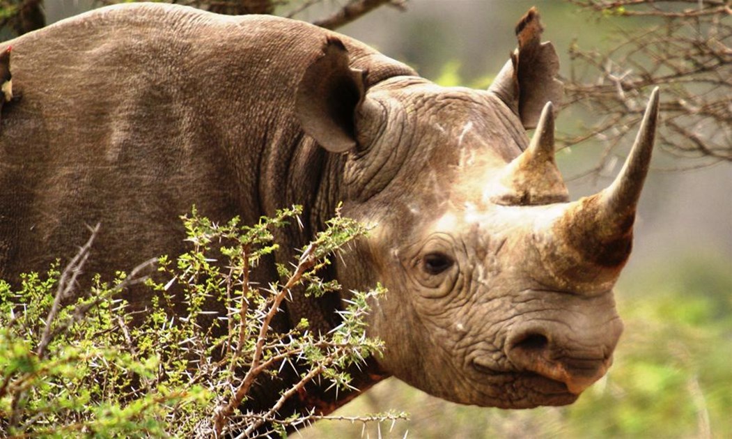 Renata Loj is fundraising for Save the Rhino International