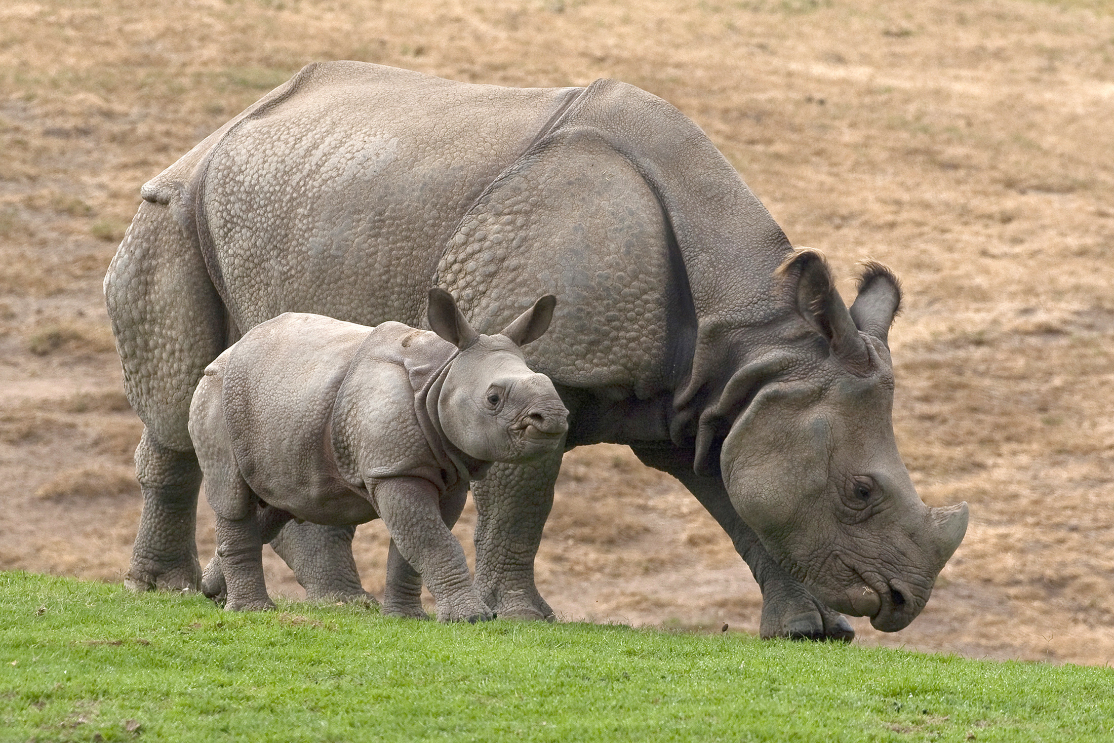 The fourth annual World Rhino Day will take place Sunday, Sept. 22 ...