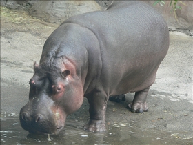 Hippopotamus vs. Rhino: What's the difference? | reComparison