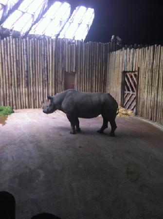 rhino - Picture of Chester Zoo, Chester - TripAdvisor
