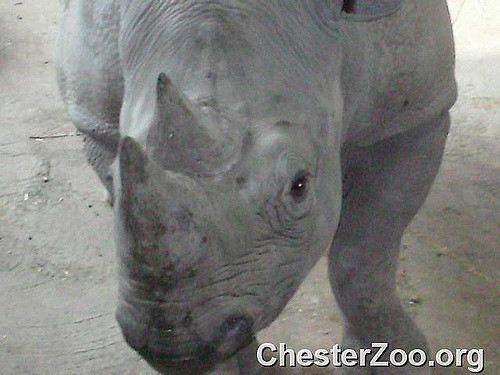 Rhino | Flickr - Photo Sharing!