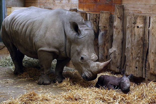 Baby white rhino makes appearance after 505 days of pregnancy | Daily ...
