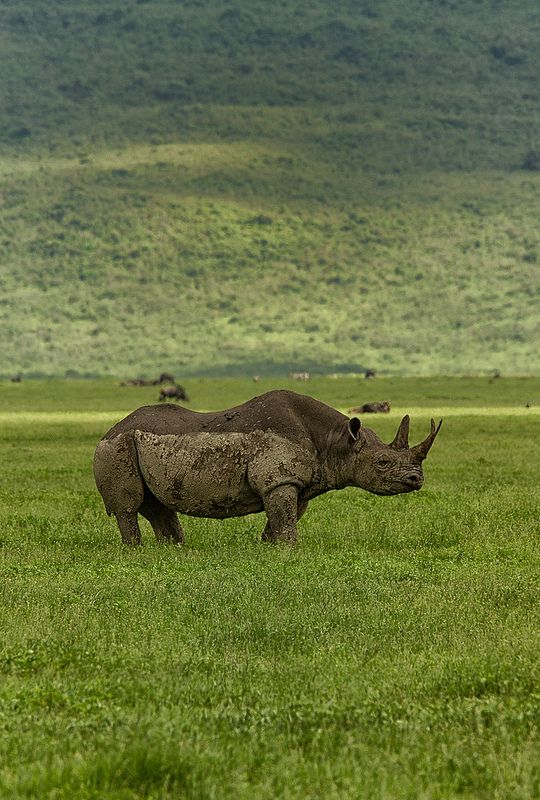 rhinos hippos elephants rhinos mammals waiting station phreek rhino ...