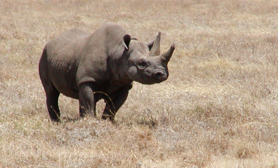 File:Rhino, Ngorongoro, without ostrich.jpg - Wikimedia Commons