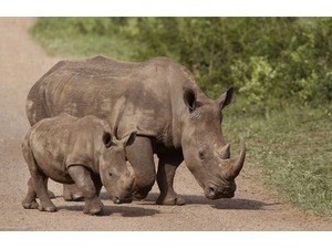 South African group reports slight drop in rhino poaching - Kent ...