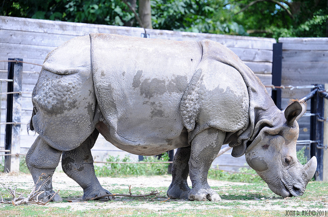 Indonesian Rhino | Flickr - Photo Sharing!