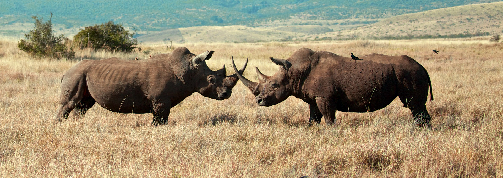 Africa's top leading Safari Company 2016 | Prime Safaris