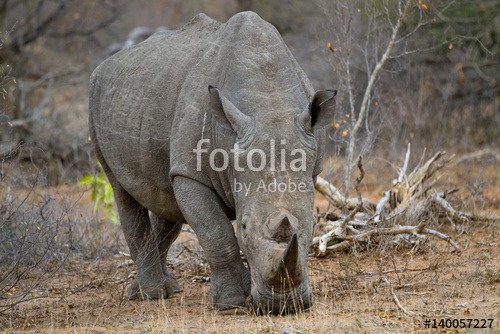 rhino walking free in savannah
